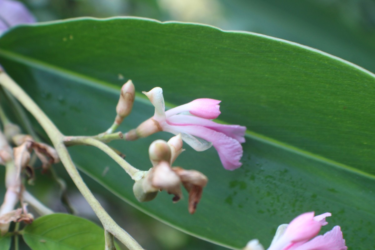 Alpinia nigra (Gaertn.) Burtt